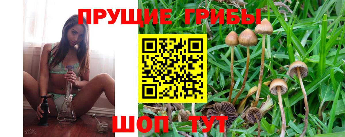 Нижнекамск  Псилоцибиновые грибы GOLDEN TEACHER  купить закладку  Псилоцибиновые грибы Psilocybine cubensis  Вход с VPN 